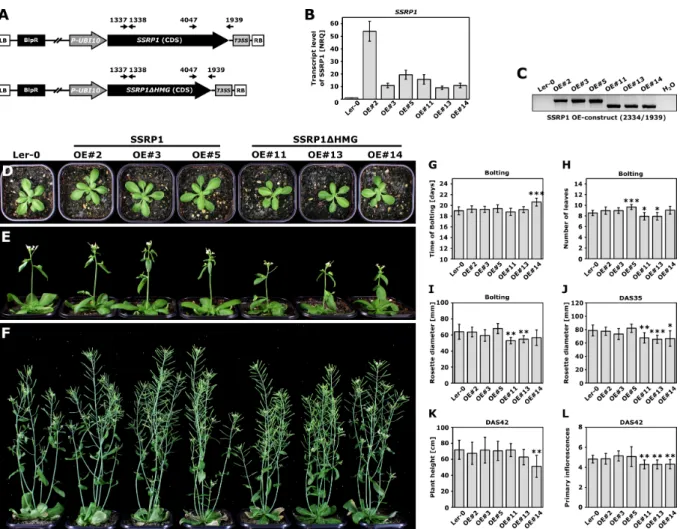 Figure 2.12 Overexpression of SSRP1 or SSRP14HMG showed no dominant negative effect on plant develop- develop-ment.