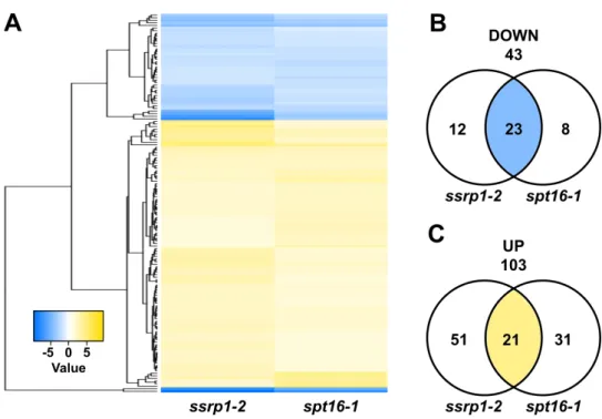Figure 3.1 ssrp1-2 and spt16-1 mutants shared most of the differnetially expressed genes.