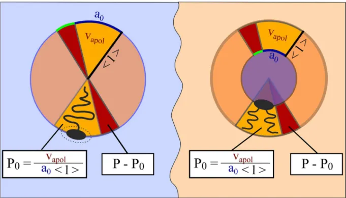 Figure 13. The spontaneous and the effective packing parameter in aqueous and organic media 