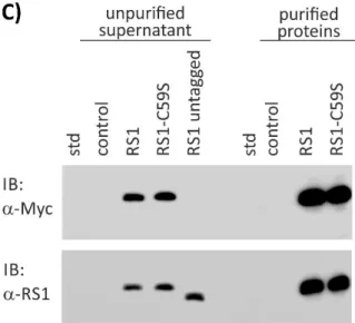 Figure  8: Purification of Myc-tagged RS1 variants. 