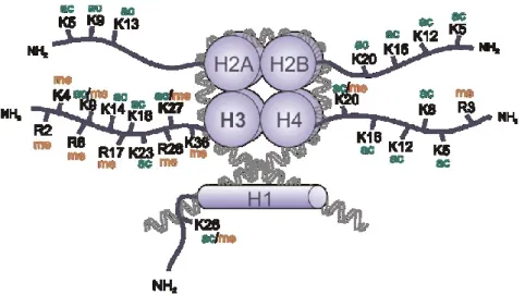 Figure 1-2 - Post-translational histone modifications 