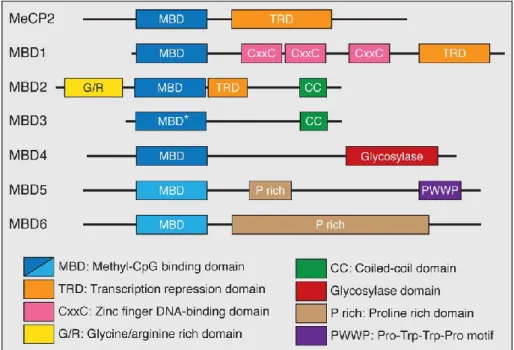 Figure 1-7 - Members of the Methyl-CpG-binding (MBP) protein family 
