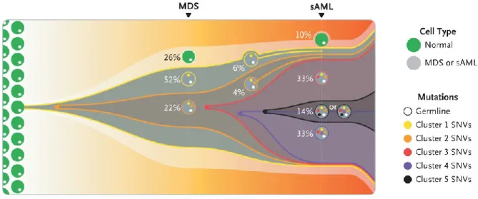 Figure 1-12 - Clonal evolution from MDS to sAML 