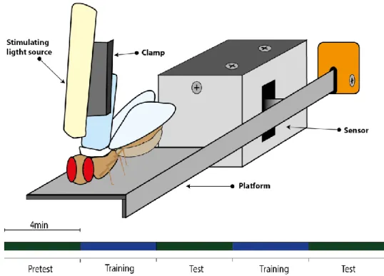 Figure 4. Joystick schematics. In a spaced training protocol, we alternate open- (green) and closed loop (blue)  four-minute  periods