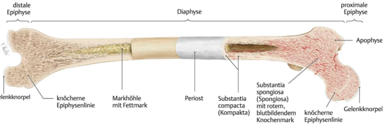 Abbildung 1: Darstellung eines Röhrenknochens am Beispiel des menschlichen Femurs (Schünke et al