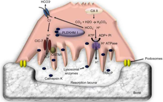 Abbildung 6:  Resorption  der  Knochenmatrix  durch  einen  Osteoklasten.  Osteoklasten  haften  sich  an  die  Knochenoberfläche (Podosomes) und bilden so eine Resorptionszone (Resorption lacuna)