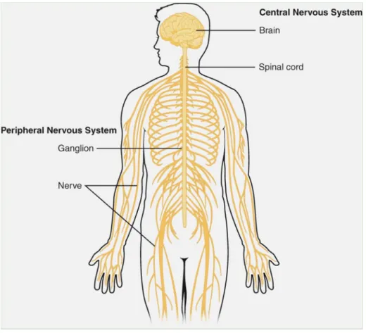 Abbildung 9: Das zentrale Nervensystem, bestehend aus Gehirn (brain) und Rückenmark (spinal cord), und  das periphere Nervensystem