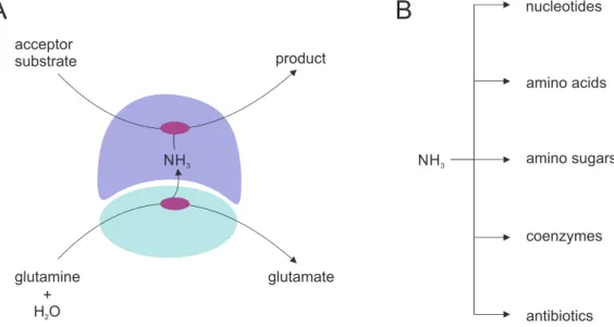 Figure 1.2: Reaction catalyzed by GATases and metabolic fates of ammonia. (A) The glutaminase subunit is depicted in cyan, the synthase subunit in blue