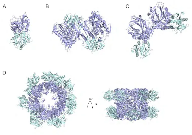 Figure 1.3: Structural diversity observed in class I glutamine amidotransferases. (A) Imidazole glyc- glyc-erol phosphate synthase from Thermotoga maritima (PDB ID: 1GPW) (B) Anthranilate synthase from Salmonella typhimurium (PDB ID: 1I1Q) (C) 2-amino-2-de