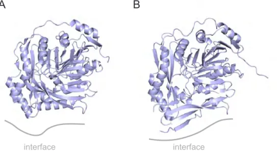 Figure 1.4: Crystal structures of autonomous PabB structures from (A) E. coli (PDB ID: 1K0E) and (B) S