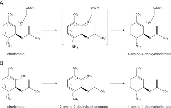 Figure 1.5: Proposed reaction mechanisms of PabB. (A) &#34;PI K GT&#34;-motif group: The catalytic cycle is initiated by the attack of a highly conserved lysine residues (K274 from the enzyme of E