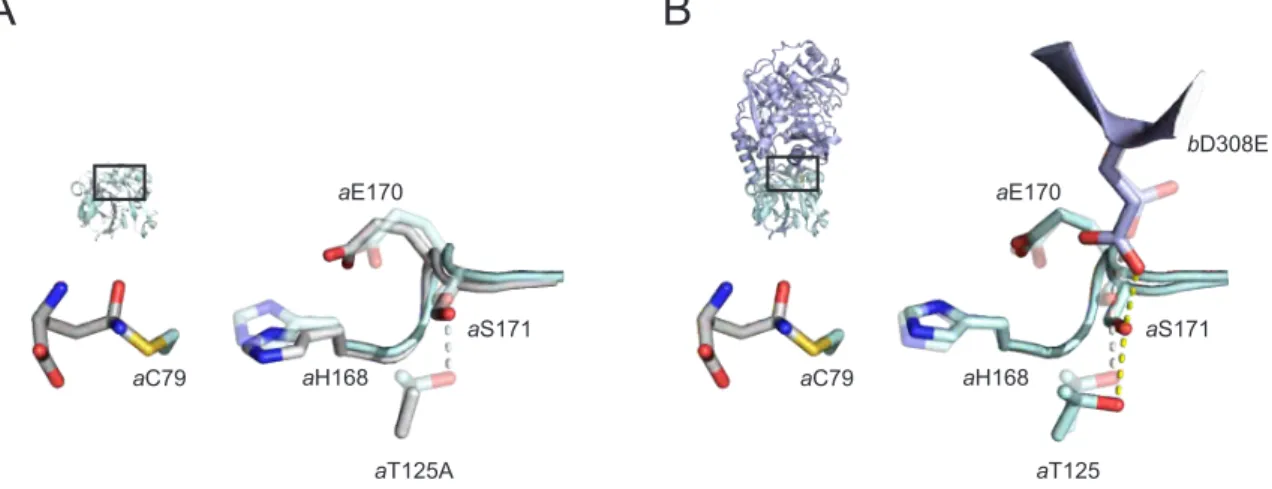 Figure 2.4: Activated variants of ADCS. (A) Putative structural changes in the a T125A mutant enzyme:
