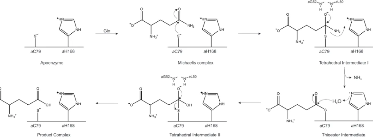 Figure 2.5: Reaction mechanism of class I glutaminases. Numbering of the essential Cys and His residues has been adapted to ec PabA
