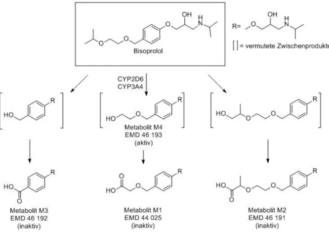 Abb. 5  Schema der Metabolisierung von Bisoprolol  Nach Leopold et al. (1986) [86] 