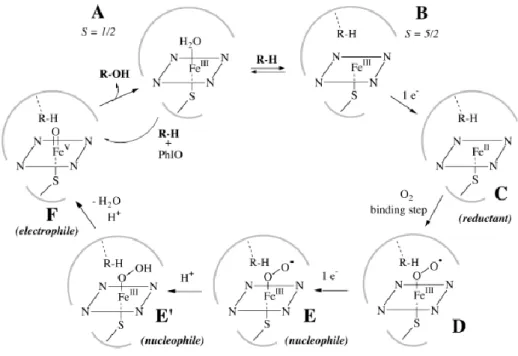 Abb.  10  Schematische  Darstellung  des  katalytischen  Mechanismus‘  des  Cytochrom  P450- P450-Monooxygenase-Systems 