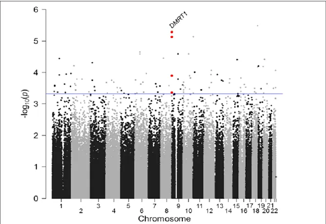 Abb. 1-4:   Manhattan-Diagramm: Genomweite Interaktionsanalyse zwischen Geschlecht  und Risikopolymorphismen für Asthma (56) 
