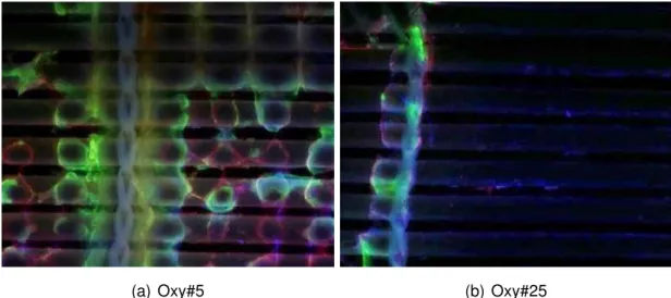 Abbildung 11: Repräsentative Übersichten (50x, rot=vWF, blau=DAPI, grün=P-Selektin) (a) Übersichtsaufnahme einer Probe mit starker Zellbesiedelung