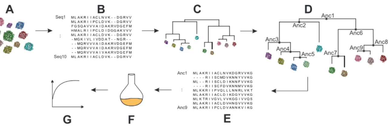 Figure 1.3: “Resurrection” of ancestral proteins based on ASR. The procedure consists of the steps illustrated in panels A - G