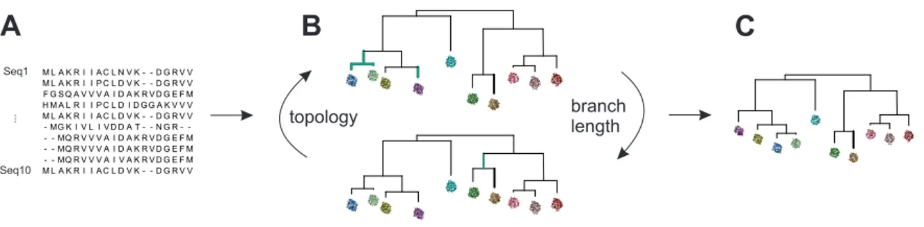 Figure 1.4: Calculation of a phylogenetic tree. The procedure consist of the steps illustrated in A - C