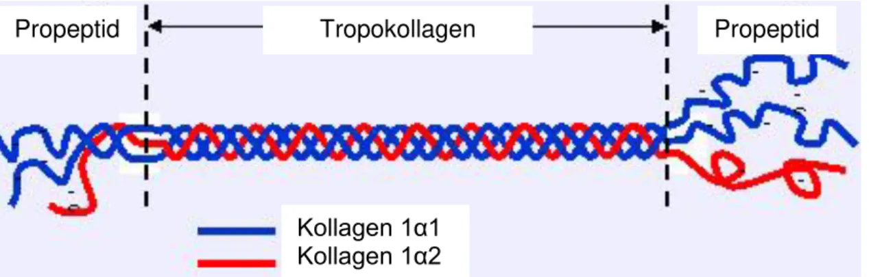 Abb.  3  Schematische  Darstellung  von  Prokollagen.  Zwei  Kollagen  α 1 (I)-Ketten  bilden  zusammen  mit  einer  Kollagen  α 2 (I)-Kette  eine  Tripelhelix