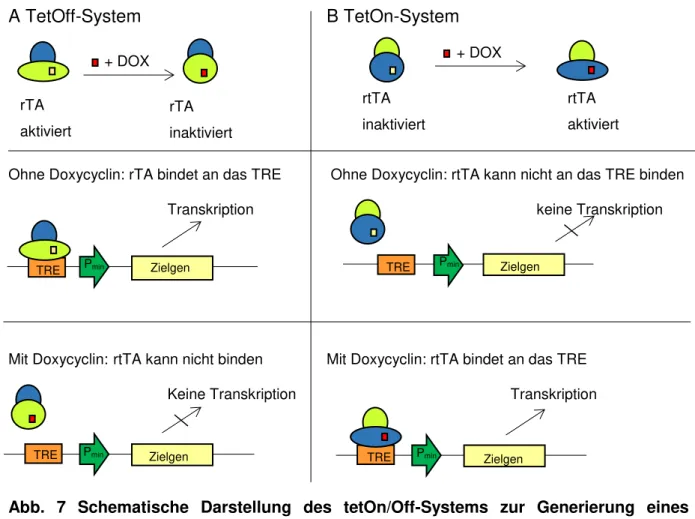 Abb.  7  Schematische  Darstellung  des  tetOn/Off-Systems  zur  Generierung  eines  konditionellen  Knockouts  mittels  Doxycyclininduktion