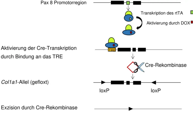 Abb.  8  Induzierbarer  Kollagen1a1  Knockout  in  Pax8rtTAtetOCre-transgenen  Mäusen