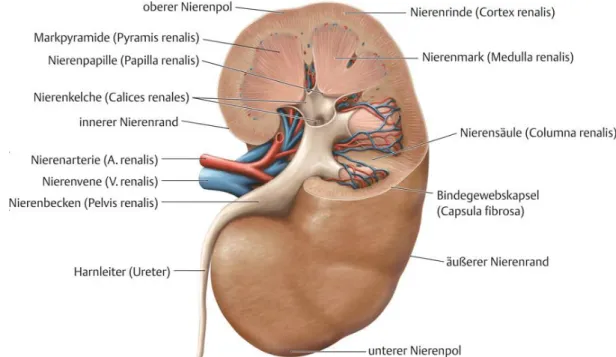 Abb.  1  Anatomischer  Bau  der  Niere.  Das  pyramidenförmige  Nierenmark  wird  von  der  dunkleren Nierenrinde umschlossen, in der die Glomeruli liegen