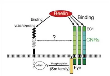 Figure 5: Hypothetical pathway of Reelin interacting with CNR family proteins.  