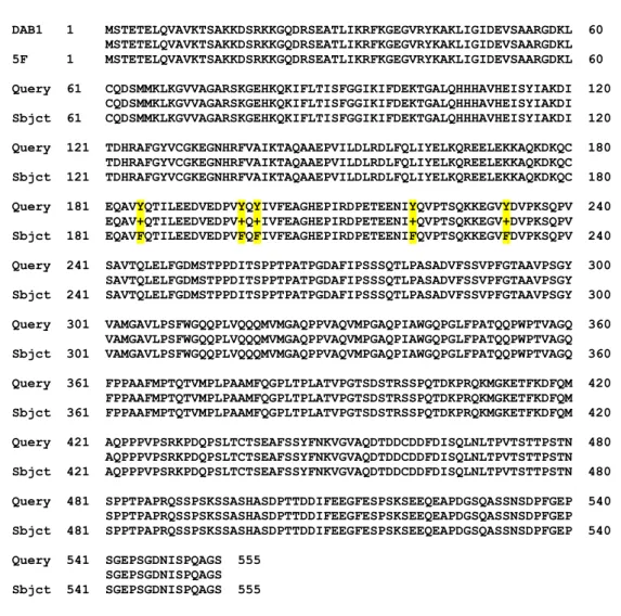Figure 10: Protein sequence alignment of wildtype DAB1 (Query) and 5F mutant (Sbjct).  