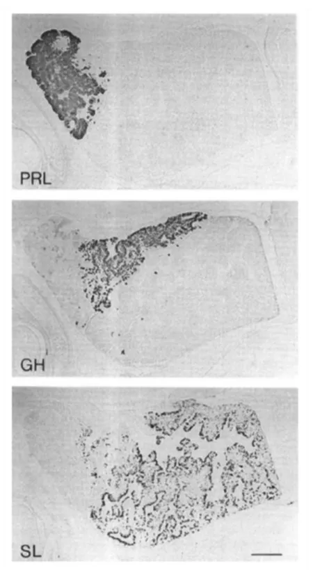 Figure 1: Immunocytochemical localization of PRL, GH and SL in fish  pituitary. PRL, GH, and SL producing cells are located in different regions of 