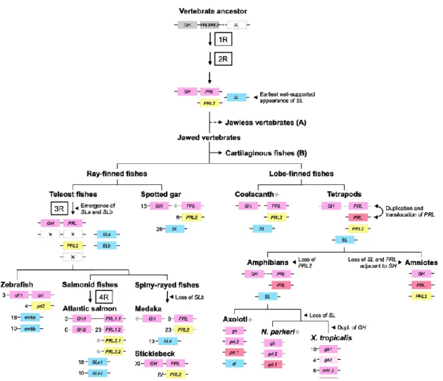 Figure 2: Evolution of GH-PRL superfamily. Evolutionary scenario of the  growth  hormone  family