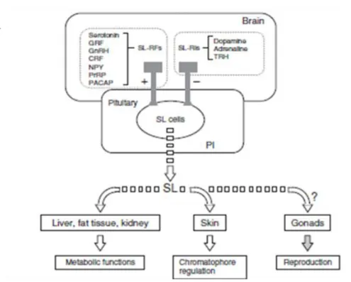 Figure  3:  Scheme  of  SL  pathway.  SL  release  from  SL‐producing  cells  is  under multifunctional control of various neuropeptides and neurotransmitters