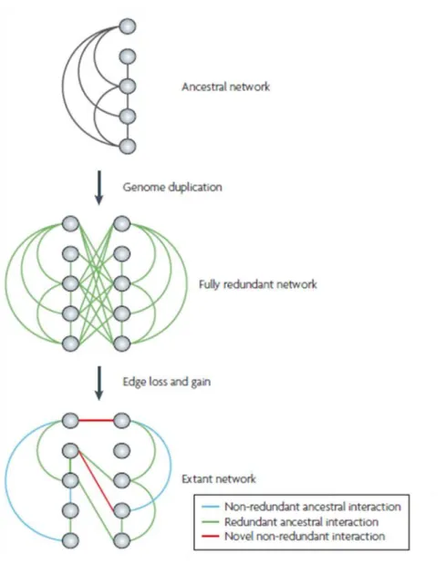 Figure  4:  Hypothetical  example  of  network  evolution  following  a  genome  duplication