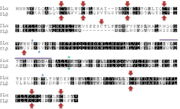 Figure 7: Alignment of SL amino acid sequences derived from two carp  genes.  SLα and  SLβ alignment of derived aminoacid sequence