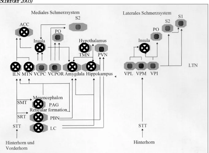 Abbildung 8:  Kennzeichnung der alzheimerbedingten Neurodegeneration  in subkortikalen  und  kortikalen  Strukturen  des  medialen  und  lateralen  Schmerzsystems  (modifiziert  nach  Scherder  2003) 