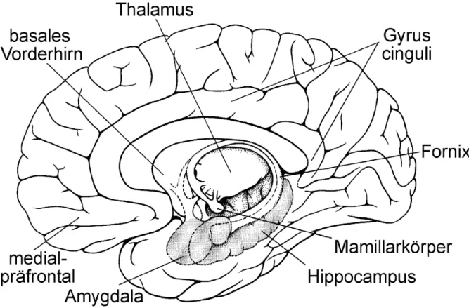 Abbildung 3: Hippocampus und weitere limbische Strukturen (aus Kolb &amp; Wishaw, 1993) 