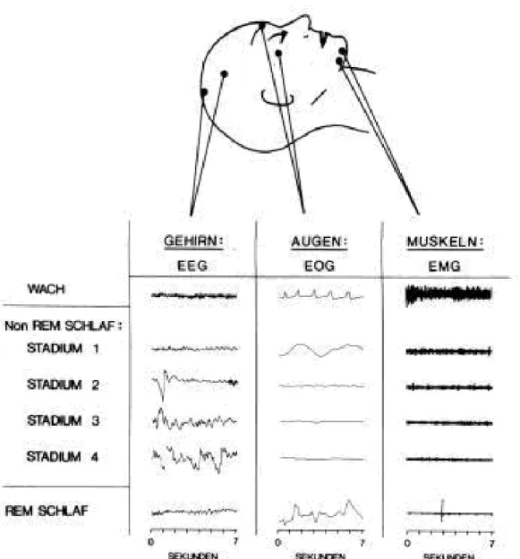 Abbildung 4: Biosignale der Polysomnographie (aus Borbély, 1998) 