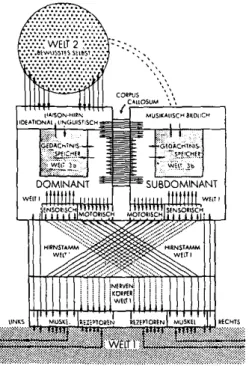 Fig.  3.  &#34;Communication to and from  the brain and within the brain. The diagram  shows  the main communication  paths from  the  peripheral receptors  to  the  sensoric  cortex and  then  to  the  hemispheres  of the  cerebrum