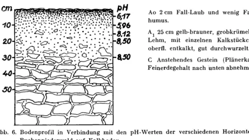 Abb.  6.  Bodenprofil  in  Verbindung  mit  den  Buchenniederwald  auf  Kalkboden.