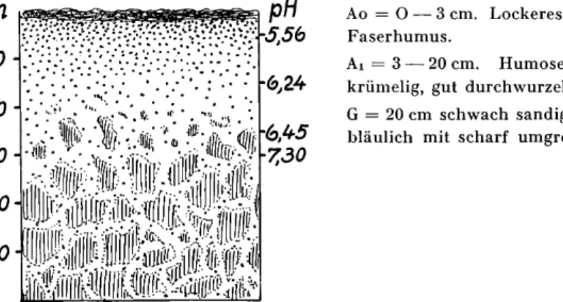 Abb.  7.  Profil  des  feuchten  Eichen-H ainbuchenwaldes  im  Zusammenhang  mit  der  Reaktion  des  Rodens  bei  Aufnahmefläche  193  in  der  Nähe  von  Lienen.