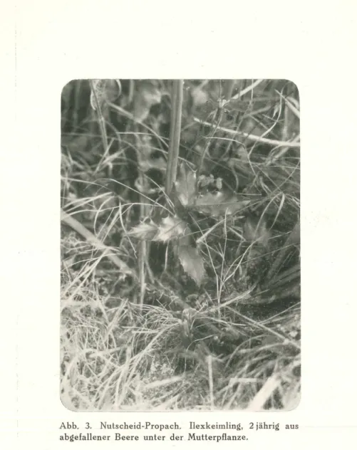 Abb,  3.  Nutscheid-Propach.  Ilexkeimling,  2 jährig  aus  abgefallener  Beere  unter  der  Mutterpflanze.