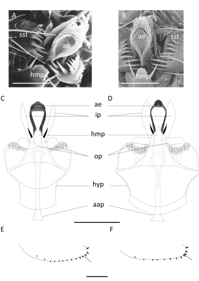 Fig. 9. Terminalia of the ‘D. vulcana species complex’. A,  C,  E. D. vulcana Graber, 1957 (MNHN)