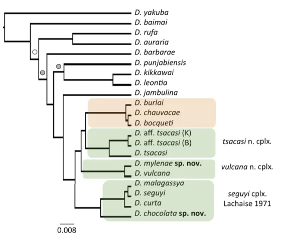 Fig. 1. Bayesian phylogeny of 19 species from the ‘D. montium species group’ Da Lage, 2007 inferred  from complete mitochondrial genomes