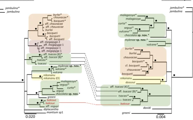 Fig. 2. Comparison of Bayesian phylogenies of the ‘D. seguyi species subgroup’ Yassin, 2018 inferred  from mitochondrial COI (left) and nuclear Amyrel (right) genes