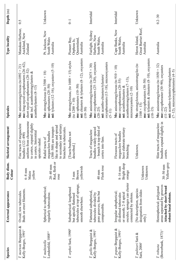 Table 2 (continued). Comparison of morphology between species of Tethya Lamarck, 1815 from Australia and New Zealand.