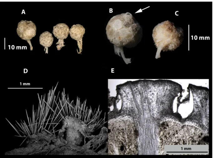 Fig. 2. A. Freshly collected specimens (lot SAMA S2096) of Tethya irisae sp. nov. B. Paratype  (QM G305000) showing single apical oscule (arrow), and tessellated plate-like polygonal tubercules