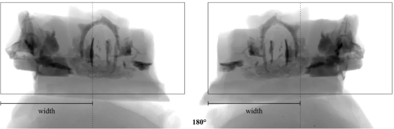 Fig. 10. Measuring the maximum width W (in pixels) of the projected specimen (as the distance from  the rotation axis - dotted line - to the farthest end of the sample) to calculate the number of radiographs  needed