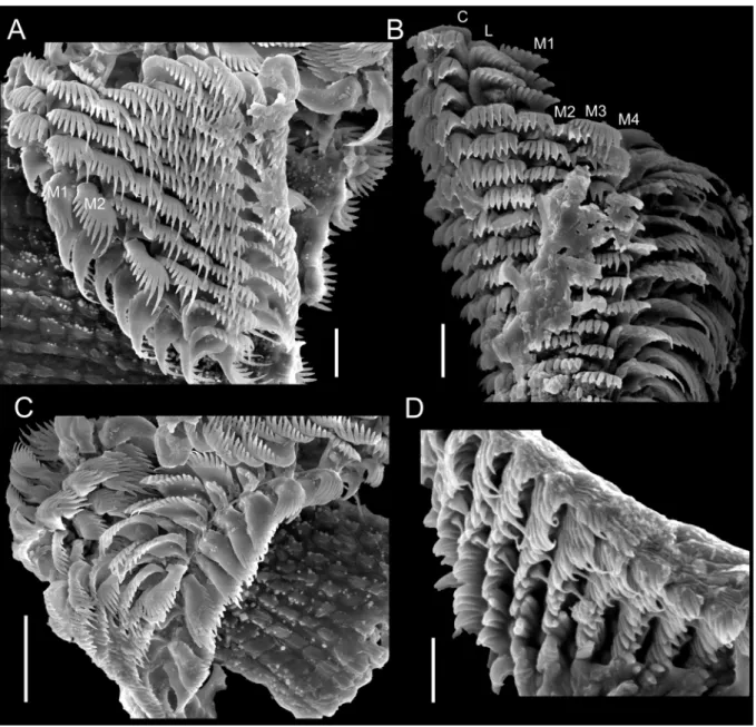 Fig. 6. Cheirodonta dupliniana (Olsson, 1916) comb. nov. A–D. Radula (USNM 1438722). Scale bars: 