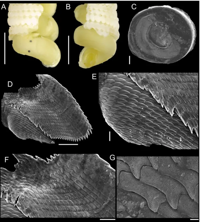 Fig. 12.  Latitriphora albida (A. Adams, 1854). A–G. BMSM 55442. A–B. External morphology