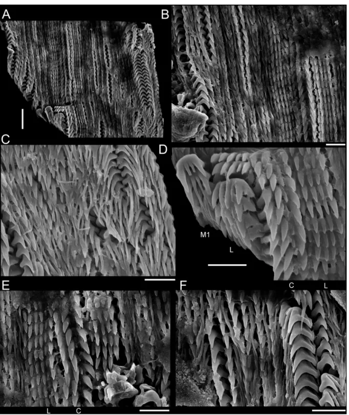 Fig. 13. Latitriphora albida (A. Adams, 1854), radula. A–F. BMSM 55442. Scale bars: A = 10 μm; 
